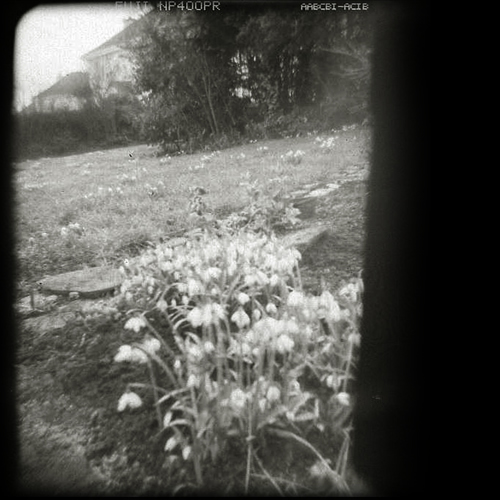 holga snowdrops II