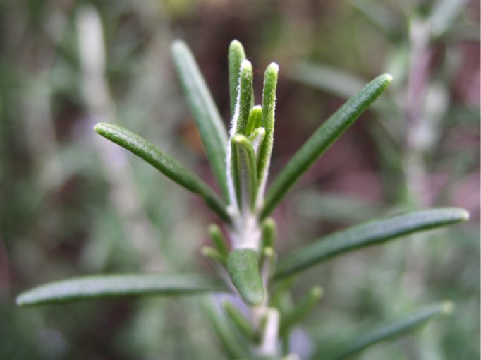 rosemary