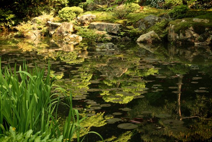 pond reflection