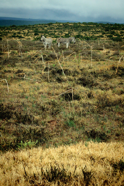 zebras