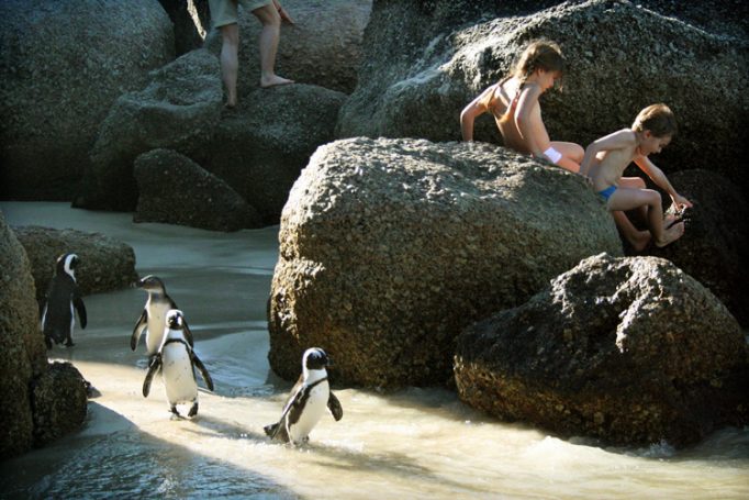 bolders beach penguins