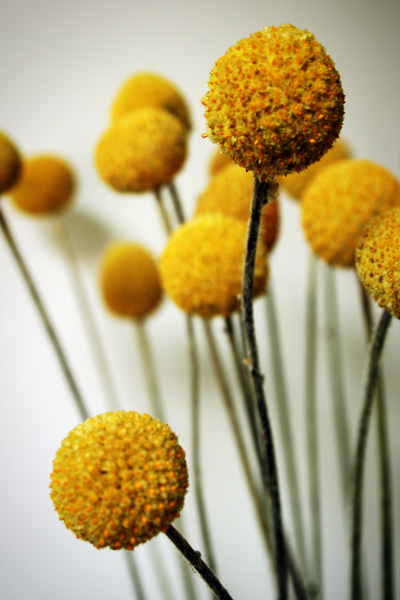 billy buttons