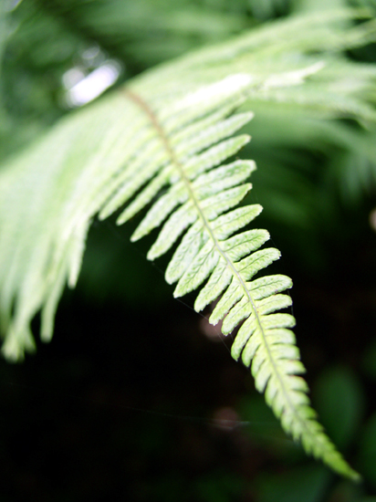 yet more ferns