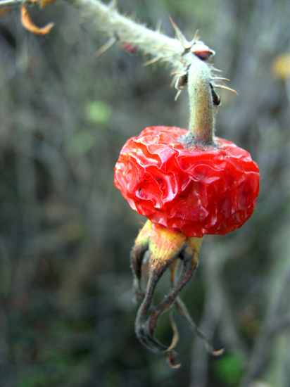 ageing rose hip