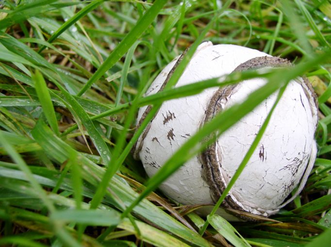 sliotar