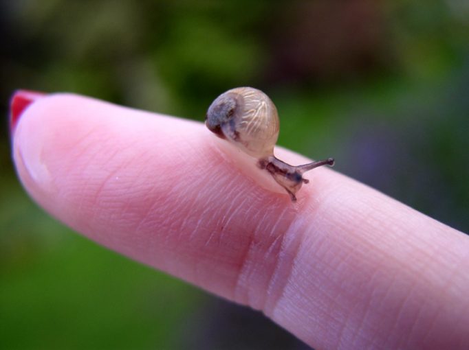 wee snail