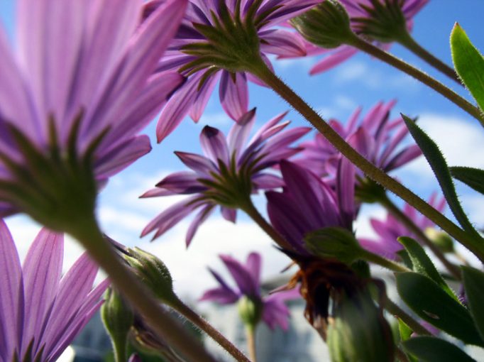 purple daisies