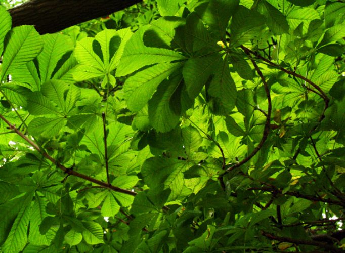 horse chestnut leaves