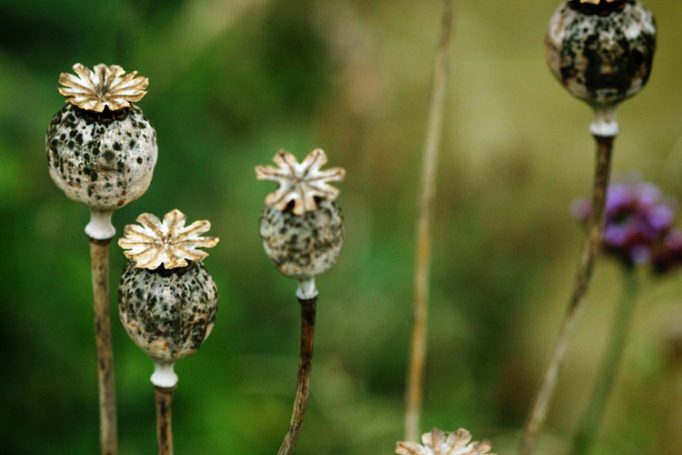 poppy seed heads