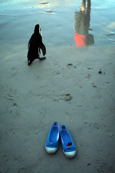 shoes, penguin, aonghus