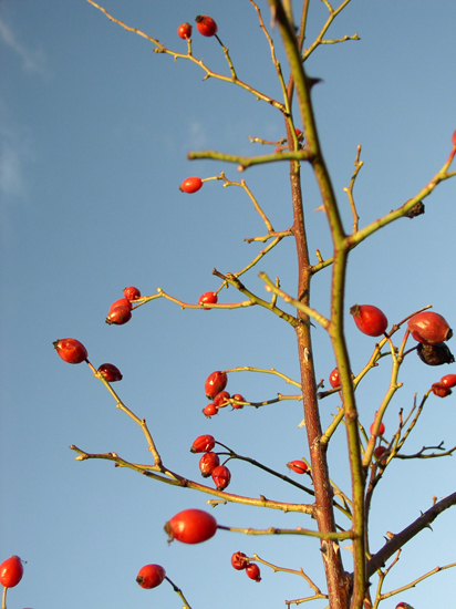 rose hips