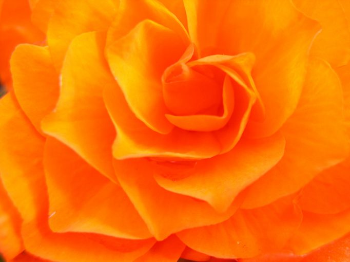 orange flower macro