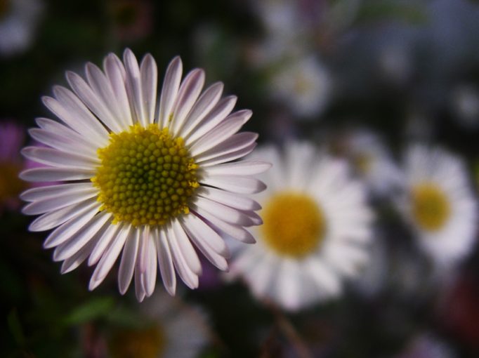 daisies