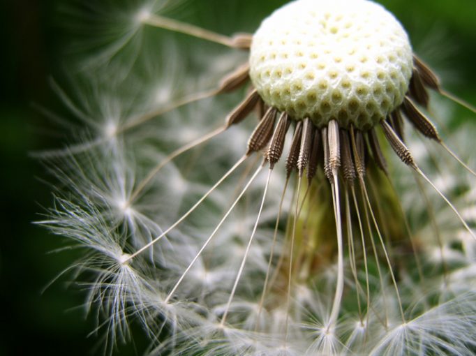 dandelion