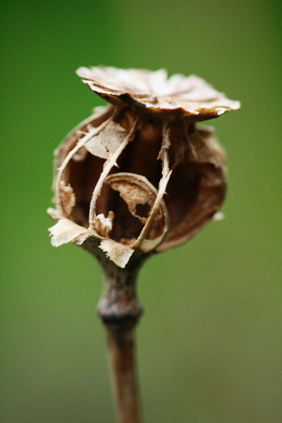 poppy seed head