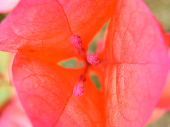 bougainvillea