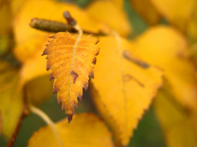 autumn yellow