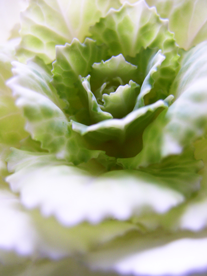 cabbage flower