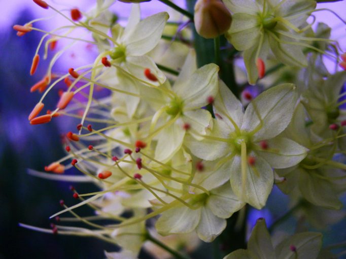 evening flowers