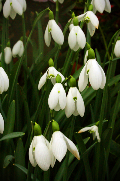 snowdrops