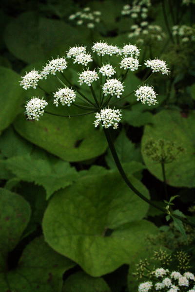 cowparsley