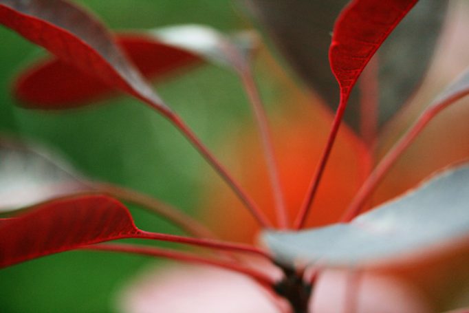 red leaves