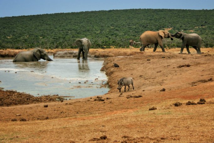 hanging with the elephants and the warthogs