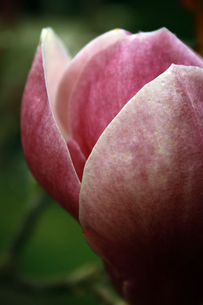 magnolia bloom