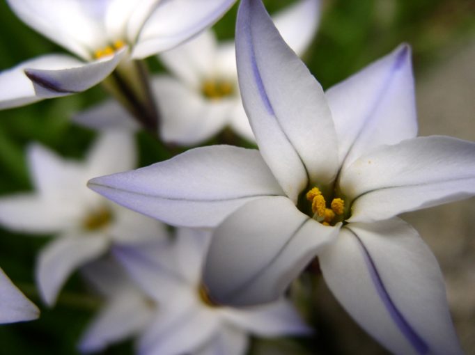 vignetted flowers