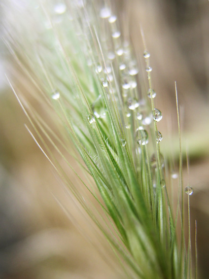 grass with drops