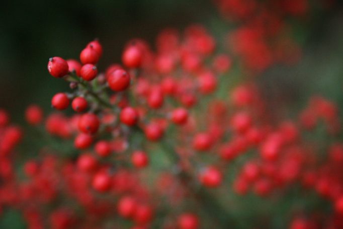 red berries