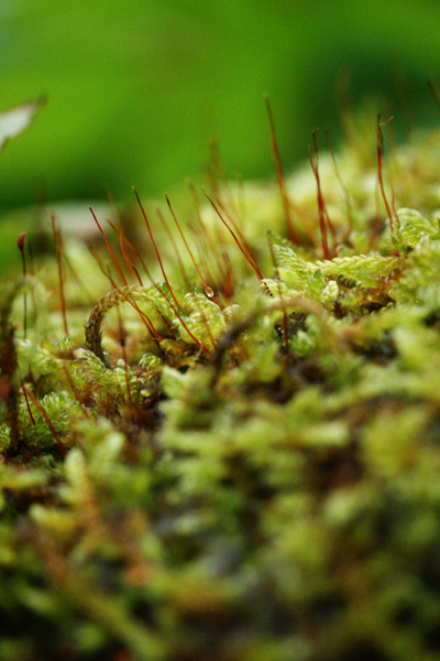 mossy moss