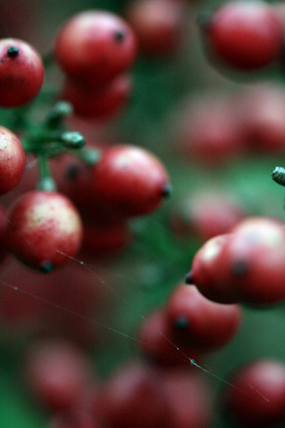 berries & cobweb