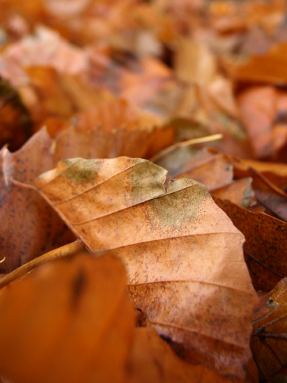 more autumn leaves