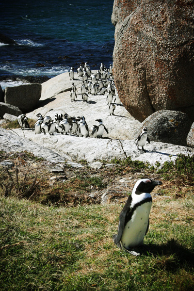 more penguins 3/3