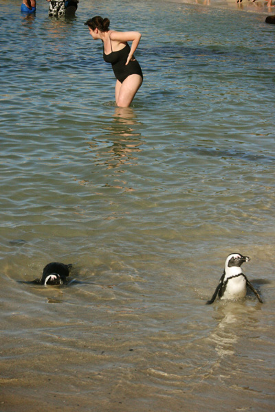 more penguins 2/3