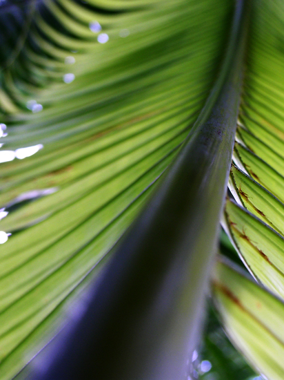 palm leaf