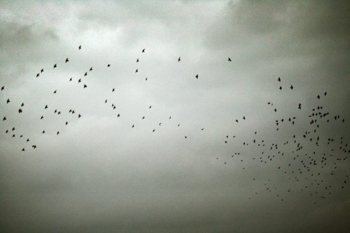 flock of starlings