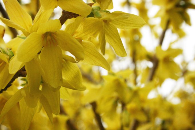 yellow flowers