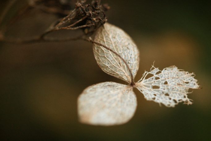 fading hydrangea