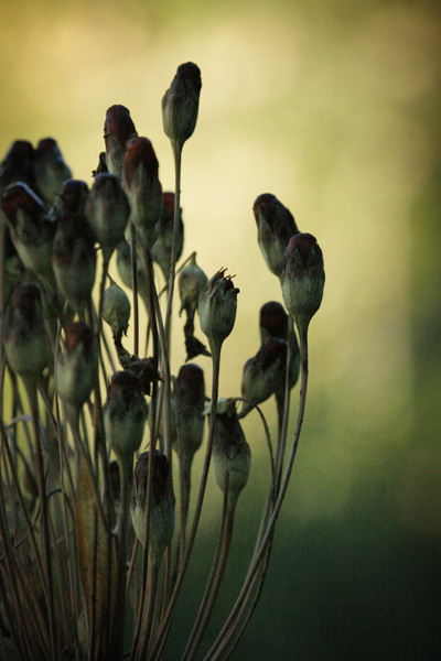 dappled light