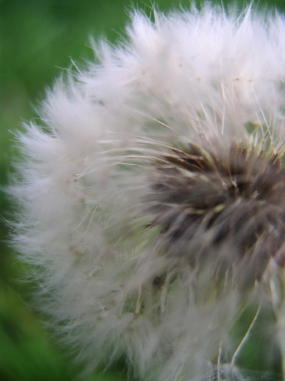 puffball