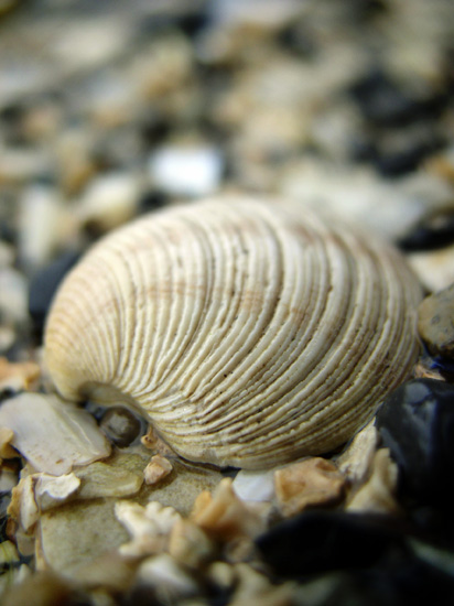 shell