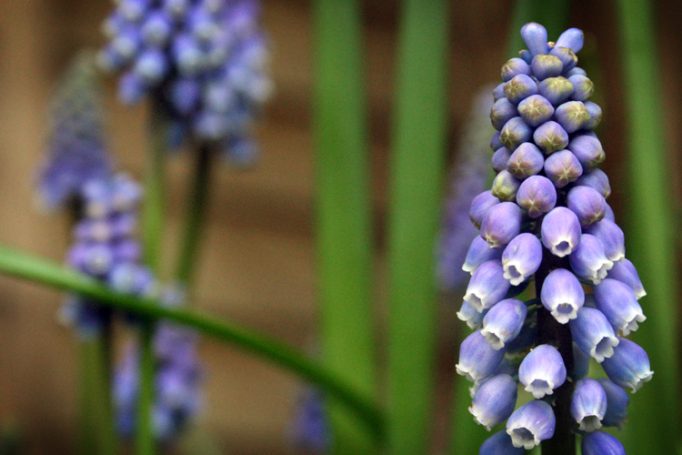 grape hyacinth