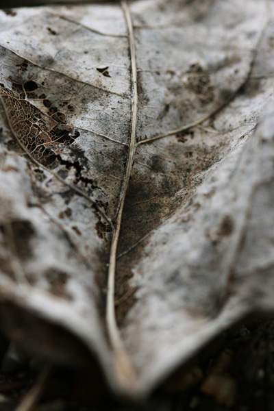 decaying leaf