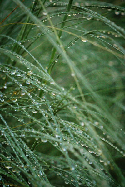 grass droplets
