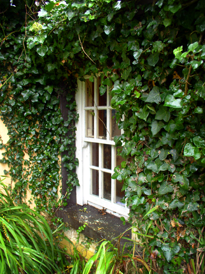 overgrown window