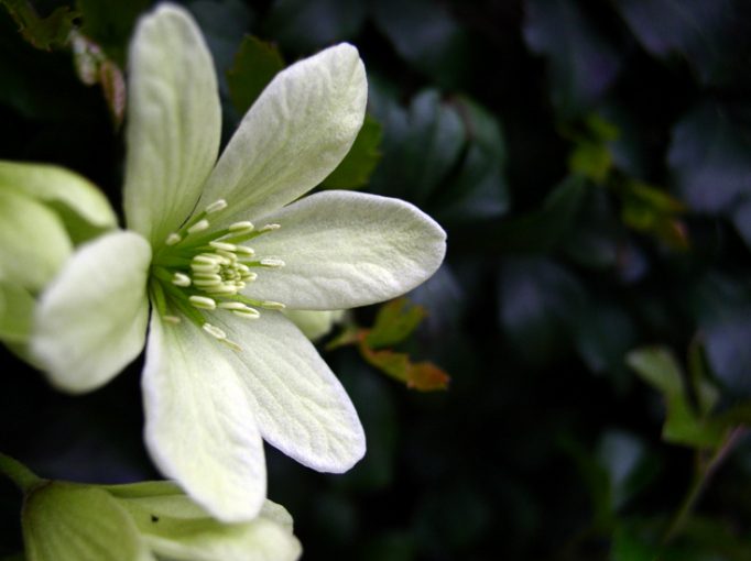 pixie clematis