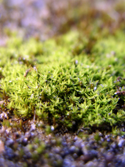 moss