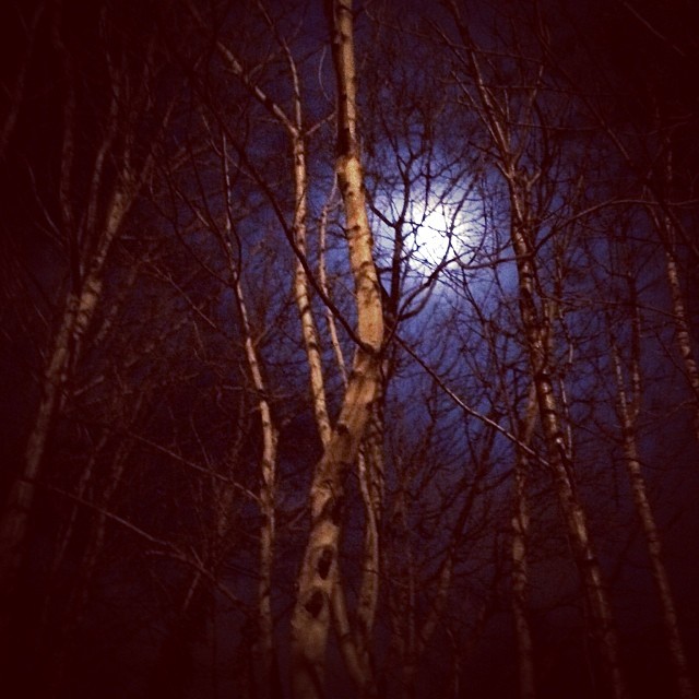 Moon through the trees